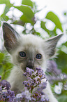 Balinese Kitten