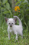 Balinese Kitten