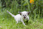 Balinese Kitten