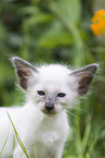 Balinese Kitten