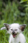 Balinese Kitten