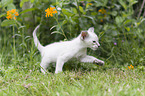 Balinese Kitten