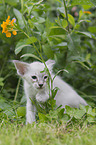 Balinese Kitten