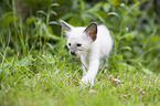 Balinese Kitten