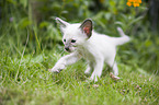 Balinese Kitten