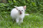 Balinese kitten in grass