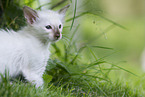 Balinese kitten in grass