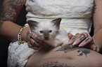 Balinese Kitten