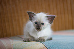 Balinese Kitten
