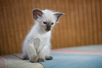 Balinese Kitten