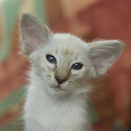 Balinese
