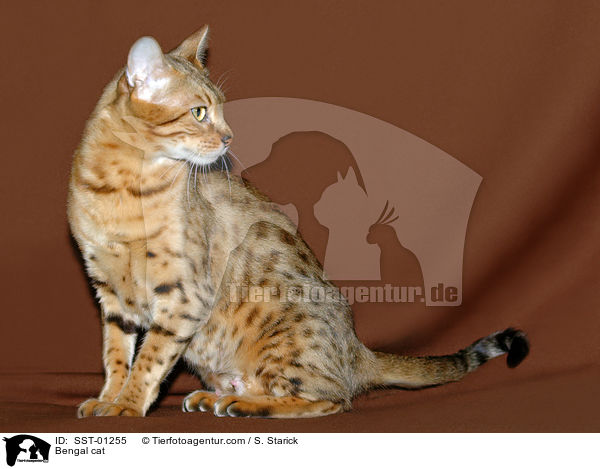 Bengal cat / SST-01255