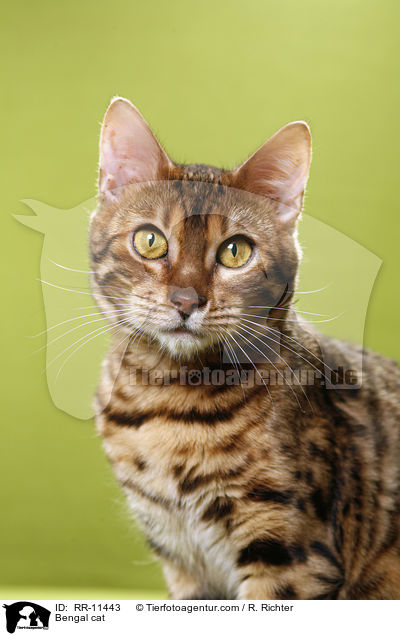 Bengal cat / RR-11443