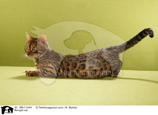 Bengal cat / RR-11444