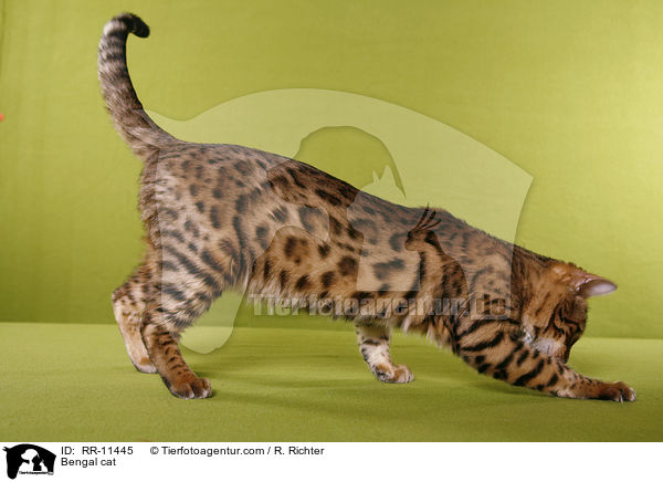 Bengal Katze / Bengal cat / RR-11445