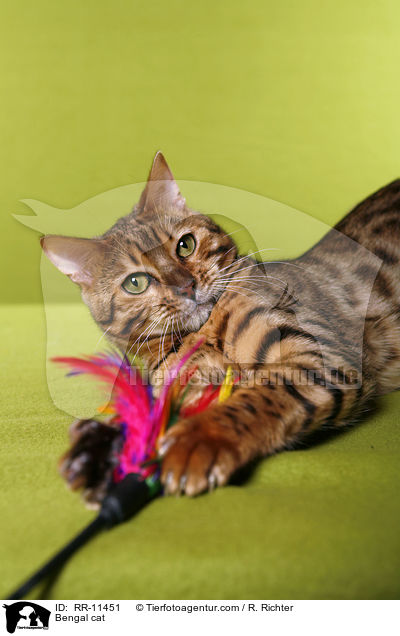 Bengal Katze / Bengal cat / RR-11451