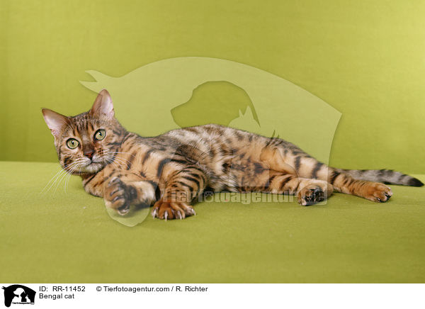 Bengal cat / RR-11452