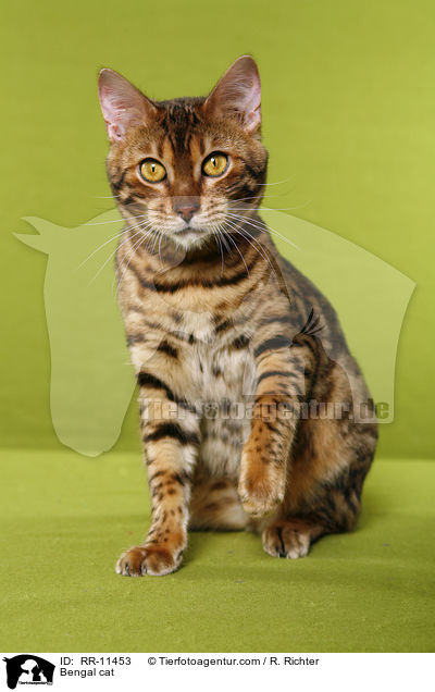 Bengal Katze / Bengal cat / RR-11453