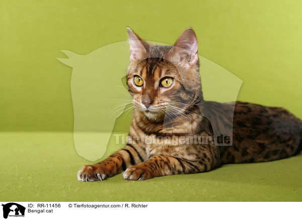 Bengal cat / RR-11456