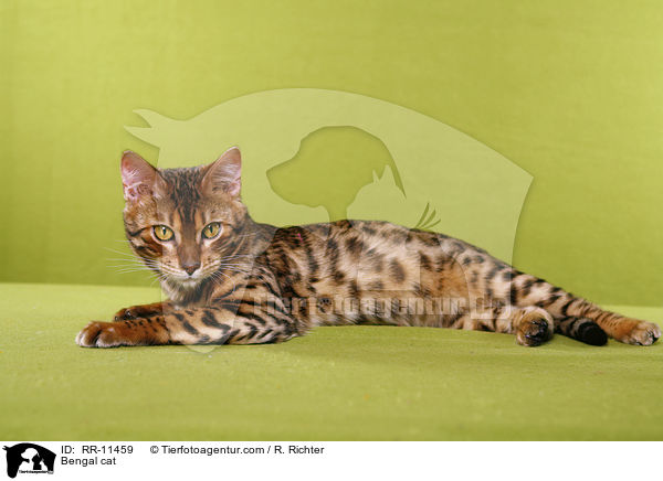 Bengal Katze / Bengal cat / RR-11459
