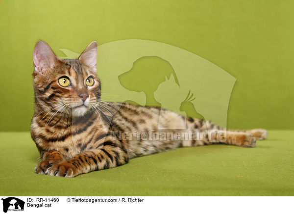 Bengal cat / RR-11460
