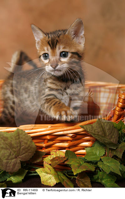 Bengal kitten / RR-11469