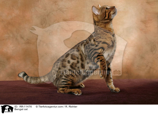 Bengal cat / RR-11476