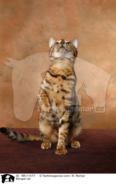 Bengal cat / RR-11477