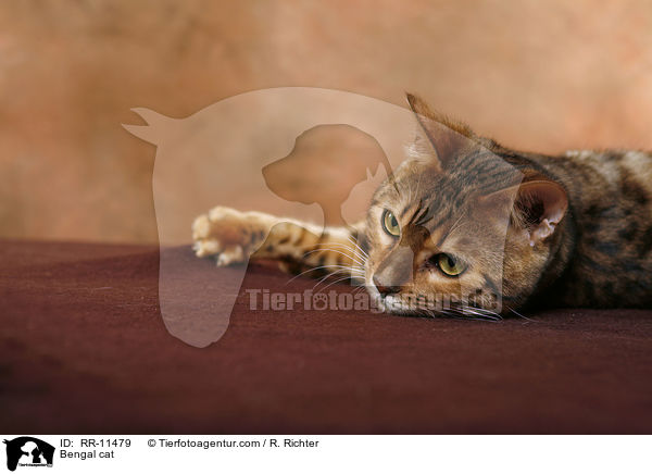 Bengal cat / RR-11479