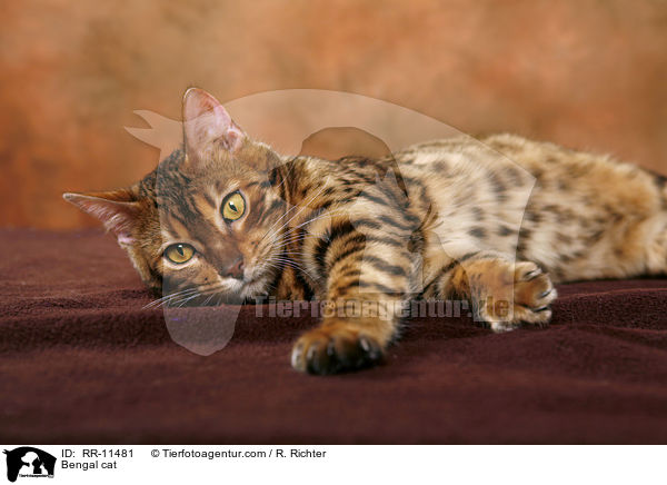 Bengal cat / RR-11481