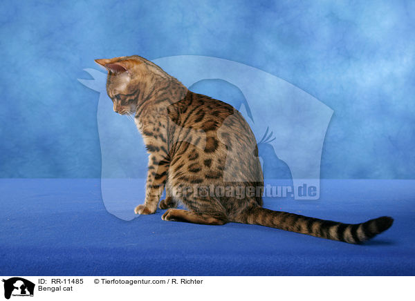 Bengal cat / RR-11485