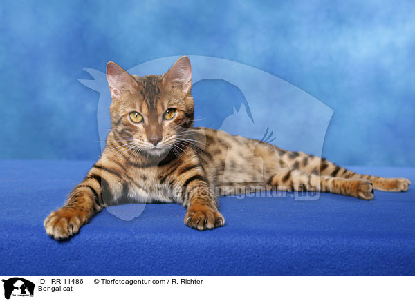 Bengal cat / RR-11486