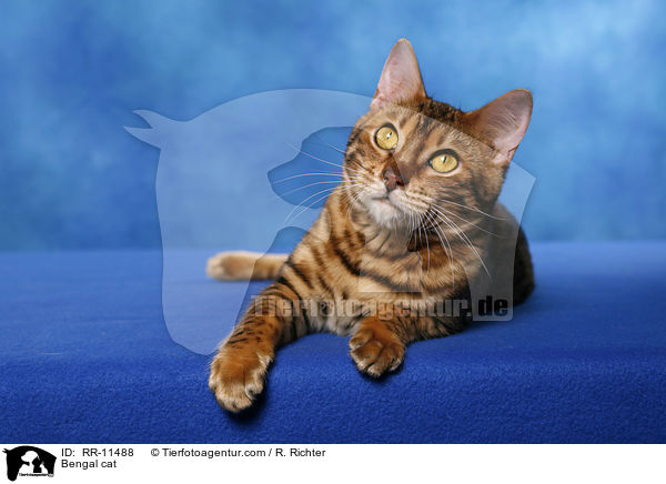 Bengal cat / RR-11488