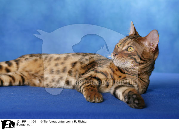 Bengal cat / RR-11494