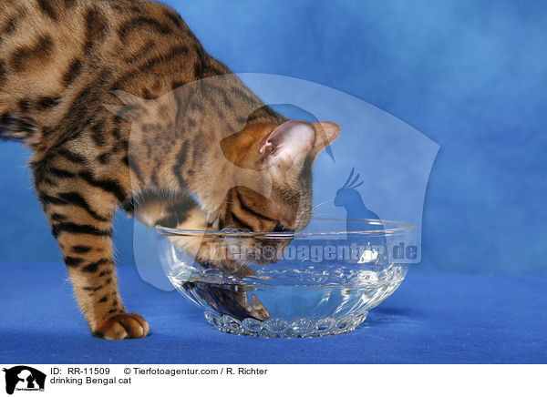 Bengal Katze / drinking Bengal cat / RR-11509