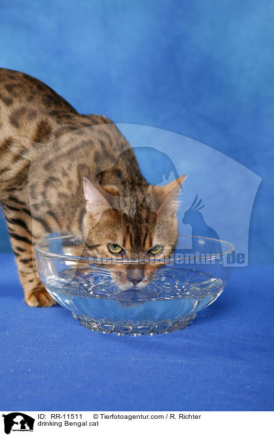Bengal Katze / drinking Bengal cat / RR-11511