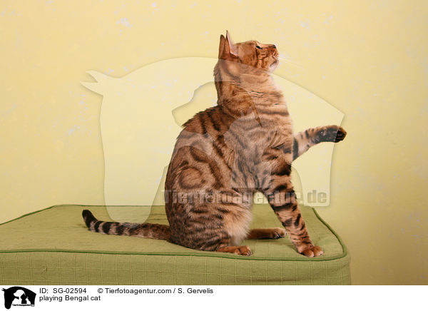 spielende Bengal Katze / playing Bengal cat / SG-02594