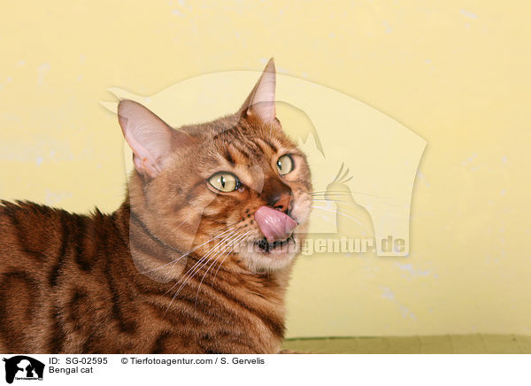 Bengal Katze / Bengal cat / SG-02595