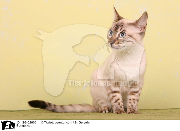 Bengal Katze / Bengal cat / SG-02600