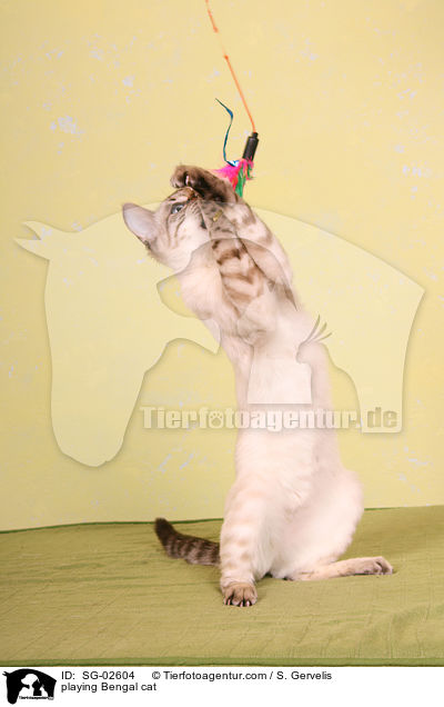 spielende Bengal Katze / playing Bengal cat / SG-02604