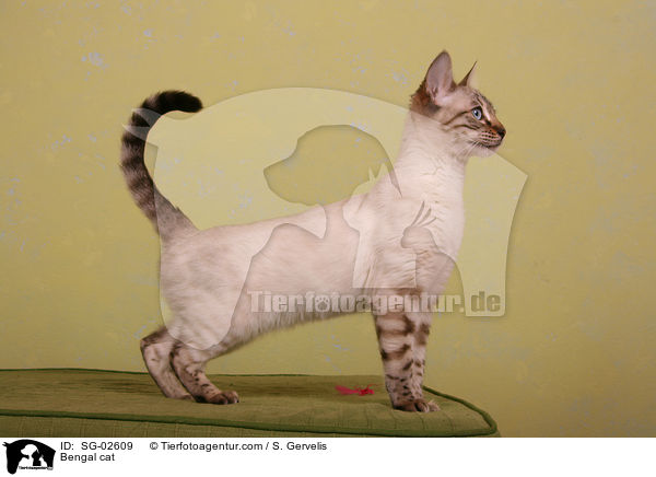 Bengal Katze / Bengal cat / SG-02609