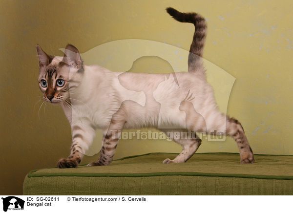 Bengal Katze / Bengal cat / SG-02611