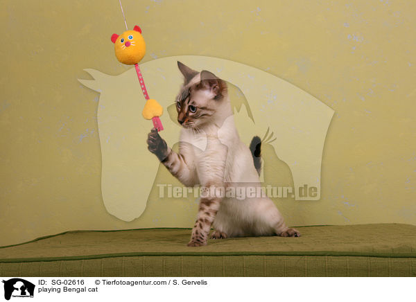 playing Bengal cat / SG-02616