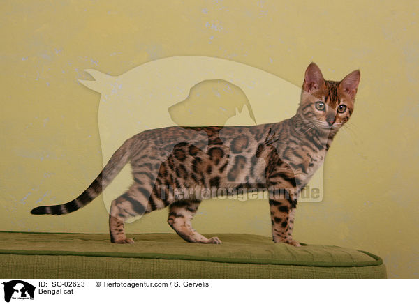 Bengal Katze / Bengal cat / SG-02623