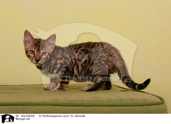 Bengal Katze / Bengal cat / SG-02625