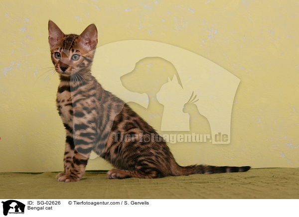 Bengal Katze / Bengal cat / SG-02626