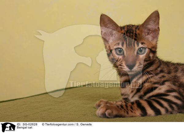 Bengal Katze / Bengal cat / SG-02628
