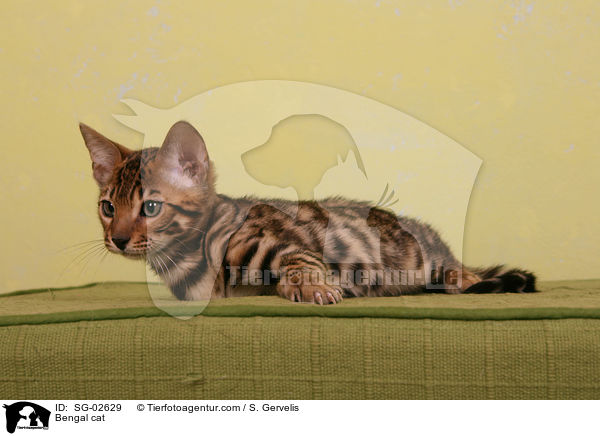 Bengal Katze / Bengal cat / SG-02629