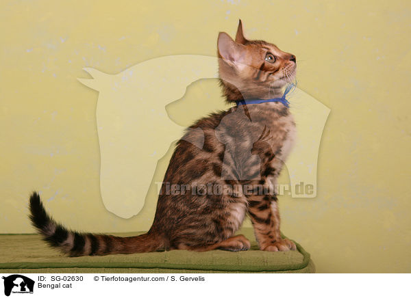 Bengal Katze / Bengal cat / SG-02630