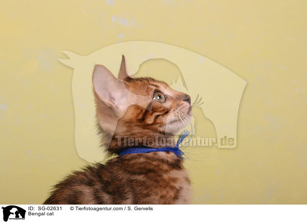 Bengal Katze / Bengal cat / SG-02631